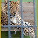China- Leopard im Zoo Hoyerswerda