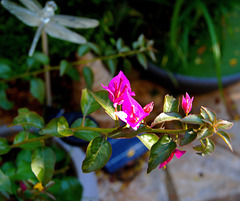 ... Bougainvillée , le chant du cygne ...