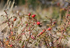 Rosehip