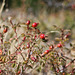 Rosehip