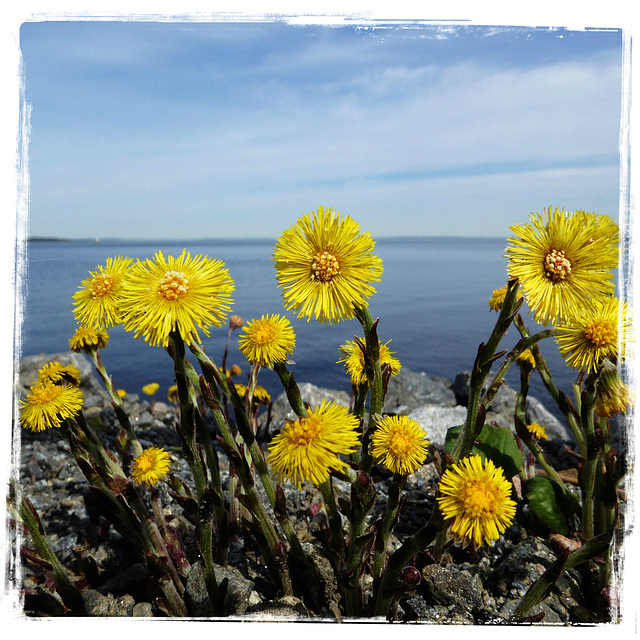 Coltsfoot