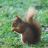 Taking turnabouts with the Pine Marten at the breakfast buffet!