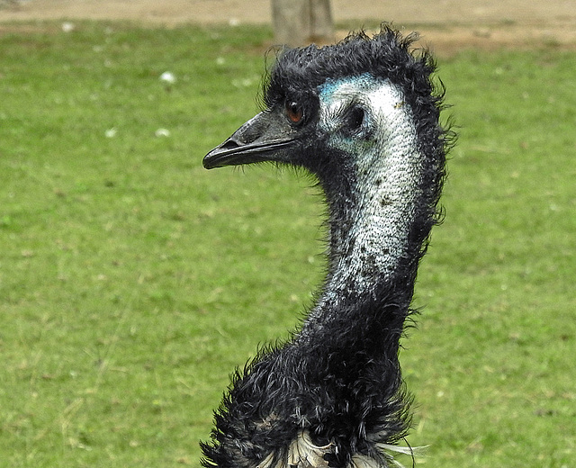 20190901 5555CPw [D~VR] Emu, Vogelpark Marlow