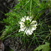 20210720 1839CPw [D~LIP] Damaszener Schwarzkümmel (Nigella damascena), Bad Salzuflen