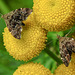 20210831 2772CPw [D~LIP] Rainfarn (Tanacetum vulgare), Brennnessel-Spreizflügelfalter (Anthophila fabriciana), UWZ, Bad Salzuflen