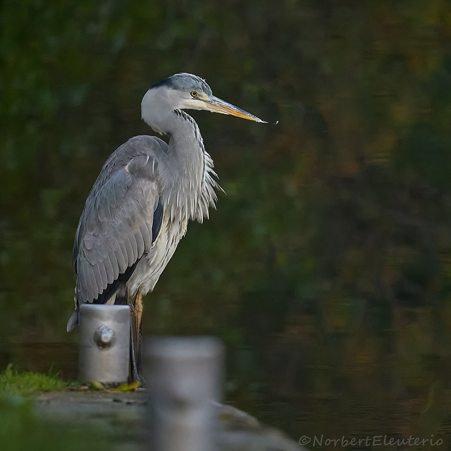 Heron - Portrait