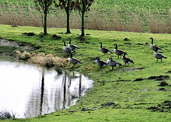 Kanadagänse an einem Teich (PiP)