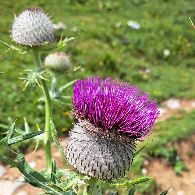 Wollkopf-Kratzdistel (Cirsium eriophorum)