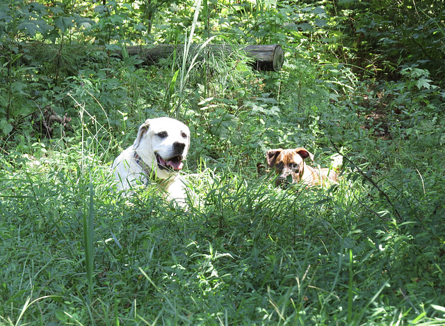 Branco & Rosie by the pond