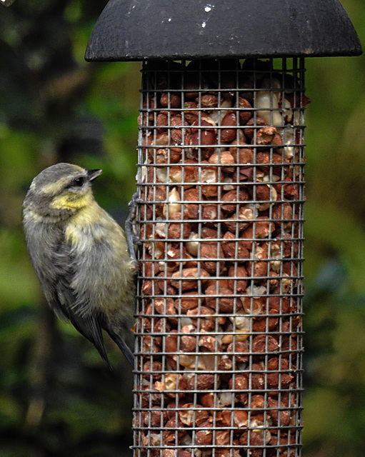 20230623 1156CPw [D~LIP] Blaumeise (Cyanistes caeruleus) [JV], Bad Salzuflen