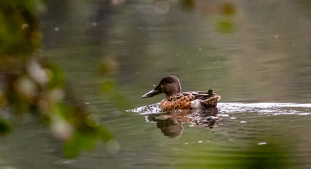 Shoveler