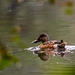 Shoveler