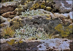 antennaria dioica- Mézenc (3)