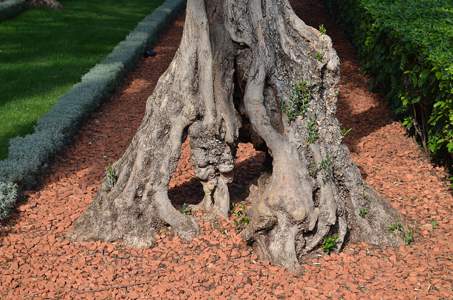 Haifa, Bahá'í Gardens, The Roots