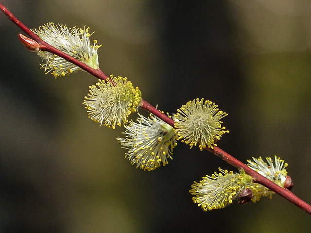 Day 7, Willow sp., Tadoussac