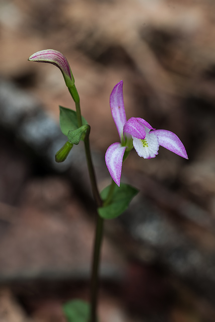 Triphora trianthophoros (Three-birds orchid)