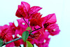 Bougainvillea