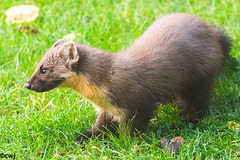 The Pine Marten at breakfast