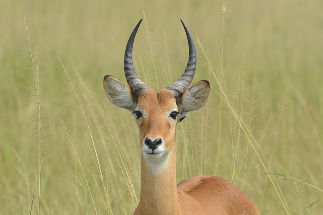 Uganda, Young Male Impala at Murchison Falls National Park