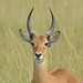 Uganda, Young Male Impala at Murchison Falls National Park