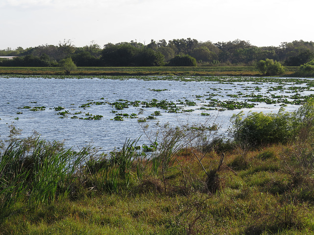 Celery Fields