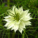 20210720 1840CPw [D~LIP] Damaszener Schwarzkümmel (Nigella damascena), Bad Salzuflen