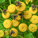 20210831 2773CPw [D~LIP] Rainfarn (Tanacetum vulgare), Brennnessel-Spreizflügelfalter (Anthophila fabriciana), UWZ, Bad Salzuflen