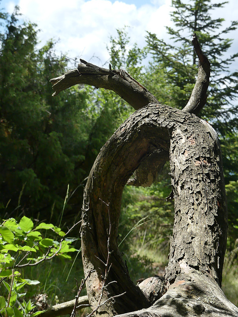 20220623 -27 Haut Diois (101)