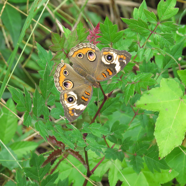 Common buckeye