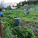 The blue aesthetics of the small kitchen garden