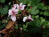 Austral Storksbill (Pelargonium australe)