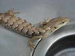 Handsome in the patio sink