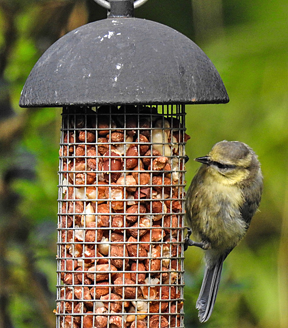 20230623 1159CPw [D~LIP] Blaumeise (Cyanistes caeruleus) [JV], Bad Salzuflen