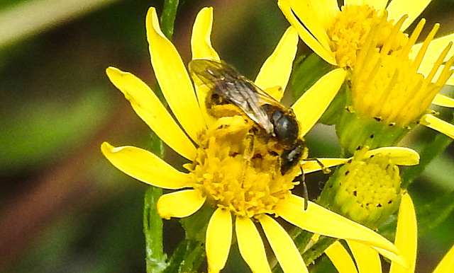 20230717 2269CPw [D~LIP] Jakobs-Greiskraut (Jacobaea vulgaris), Schmalbiene (Lassioglossum agg), Bad Salzuflen