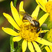 20230717 2269CPw [D~LIP] Jakobs-Greiskraut (Jacobaea vulgaris), Schmalbiene (Lassioglossum agg), Bad Salzuflen