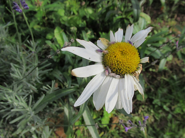 Margerite mit Lavendel