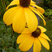 047 Sonnenbraut (Helenium hyb.)- Blume der Prärien