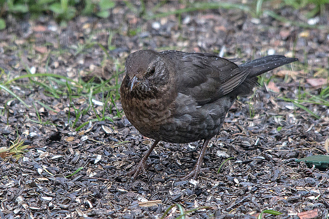 20150314 7346VRTw [D~RI] Amsel (Turdus merula) [Schwarzdrossel] [w], Rinteln