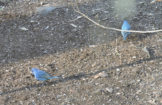 Indigo Buntings