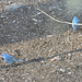 Indigo Buntings