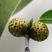 Ficus benjamina... porn  berries