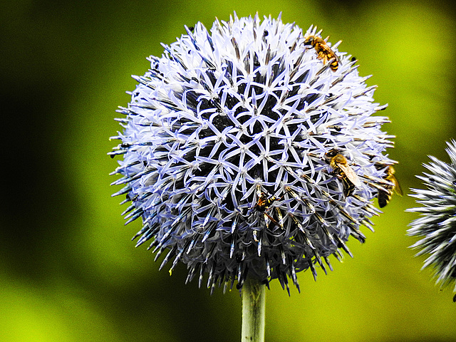 20190709 5367CPw [D~LIP] Knotenwespe, Honigbiene, Kugeldistel (Echinops bannaticus), Bad Salzuflen