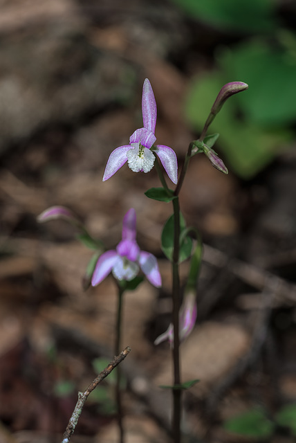 Triphora trianthophoros (Three-birds orchid)