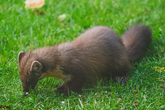 The Pine Marten at breakfast