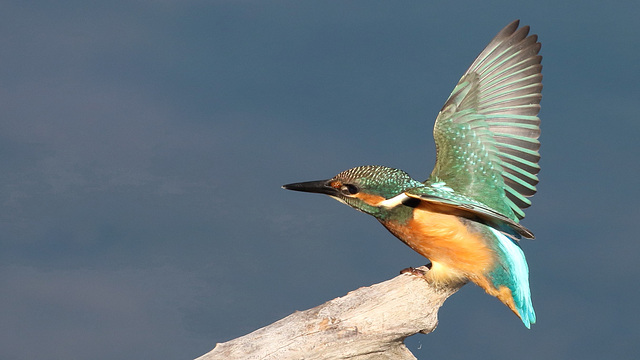 Martin pêcheur juvénile - Alcedo atthis - Common Kingfisher