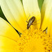 20210720 1841CPw [D~LIP] Insekt, Kronen-Wucherblume (Glebionis coronaria), Bad Salzuflen