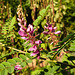 20210831 2774CPw [D~LIP] Himalaya-Indigostrauch (Indigofera heterantha), UWZ, Bad Salzuflen