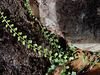 Spleenwort - Asplenium flabellifolium