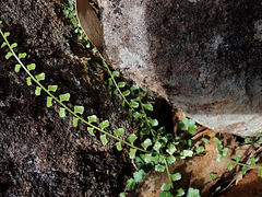 Spleenwort - Asplenium flabellifolium