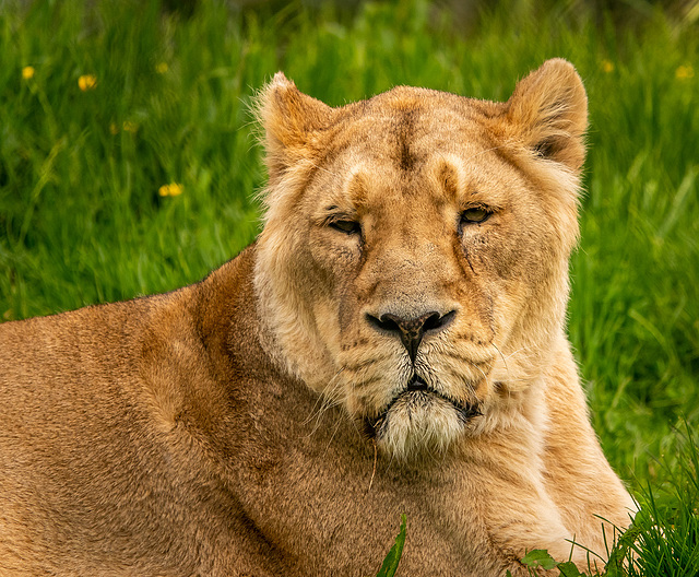 Lioness